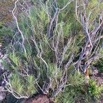 Campylanthus salsoloides Hoja