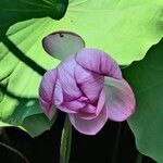 Nelumbo nuciferaКвітка