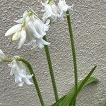 Allium triquetrum Blomma