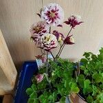 Aquilegia nigricansപുഷ്പം