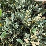 Atriplex portulacoides List