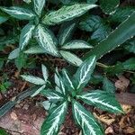 Syngonium angustatum Blatt