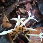 Voyria corymbosa Flor
