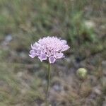 Scabiosa triandra Цветок