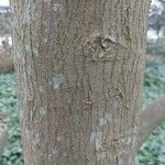 Acer sieboldianum പുറംതൊലി