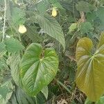 Anthurium formosum Flower