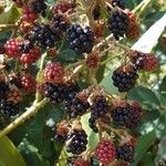 Rubus gratusFruit