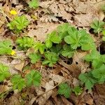 Potentilla canadensis Hoja