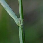 Carex punctata Rhisgl