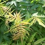 Sorbaria sorbifolia Лист