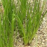 Acorus calamus ശീലം