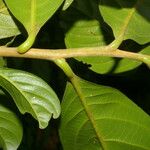 Cinnamomum triplinerve 樹皮