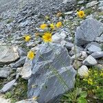 Hieracium bifidum Blomma