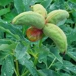 Paeonia mascula ഫലം
