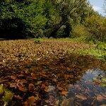 Potamogeton coloratus Листок