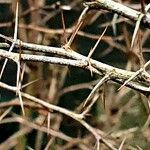 Berberis candidula Bark