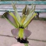 Iris tuberosa Cvet