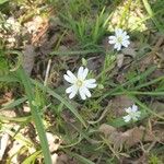 Moehringia ciliata Flower