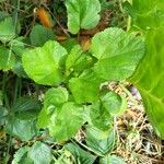 Malope trifida Blad