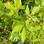 Ranunculus recurvatus Leaf