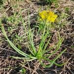 Bulbine abyssinica Hábito