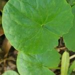 Centella asiatica Levél