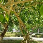 Ficus cordata Hábito