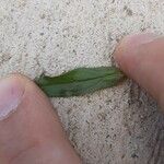 Veronica catenata Leaf