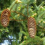 Picea abies Лист
