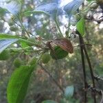 Muehlenbeckia hastulata Otro