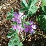 Malva sylvestrisFlor