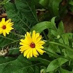 Calendula arvensis Květ