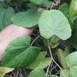 Vitis tiliifolia List