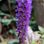 Salvia nemorosaКветка