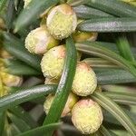Torreya californica Virág
