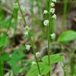 Mitella diphylla Hábitos