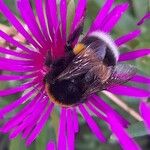 Delosperma cooperi Kwiat