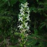 Platanthera bifoliaFiore