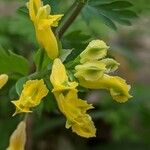 Corydalis flavula Virág