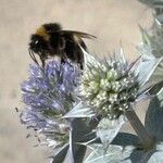 Eryngium maritimum Fruit