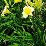 Hemerocallis lilioasphodelus Fuelha