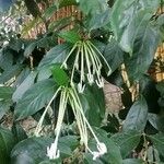 Posoqueria latifolia ফুল