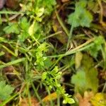 Stellaria alsine Fuelha