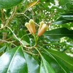 Syzygium aromaticum Plod