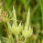 Geranium dissectum Плод