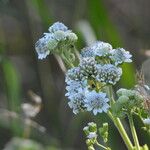 Verbesina microptera Flor