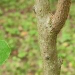 Triadica sebifera Écorce