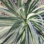 Echium wildpretii Blad