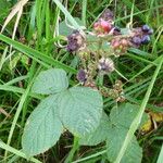 Rubus horrefactus Övriga