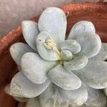 Graptopetalum amethystinum Flower